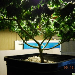 Wonder Woman Bonsai