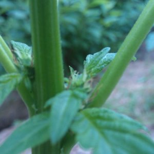 Purple Widow Flower Close Up 5-15-12