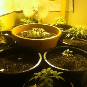 Grow room