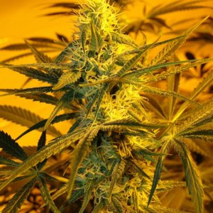 G_D_P_x_AK-47_Day_30