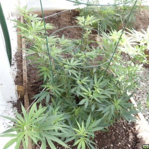 2012 outdoor greenhouse grow