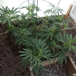 2012 outdoor greenhouse grow