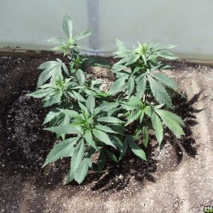 2012 outdoor greenhouse grow