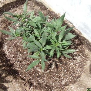 2012 outdoor greenhouse grow