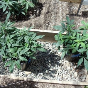 2012 outdoor greenhouse grow