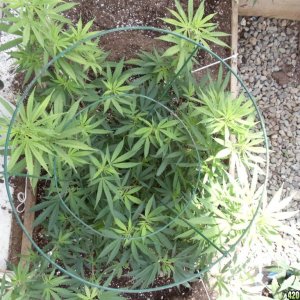 2012 outdoor greenhouse grow