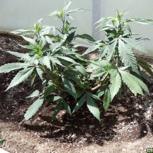 2012 outdoor greenhouse grow