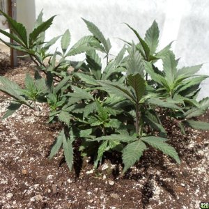 2012 outdoor greenhouse grow