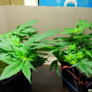 Blue Widow (L) and Northern Lighs x Big Bud (R) seedlings