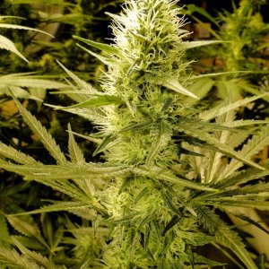 Organic_G_D_P_x_Silver_Mist_Day_35