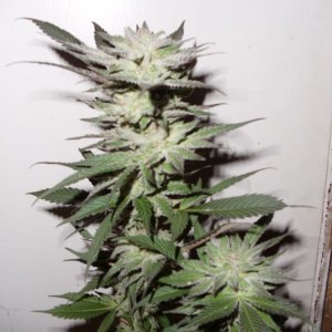 summer 2011 grow