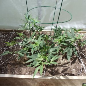 2012 greenhouse grow