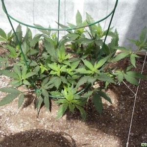 2012 greenhouse grow