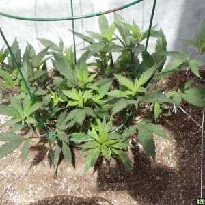 2012 greenhouse grow