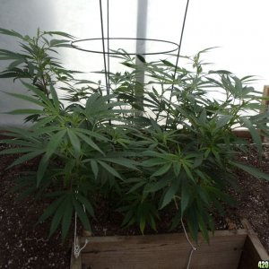 2012 greenhouse grow