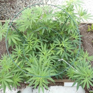 2012 greenhouse grow