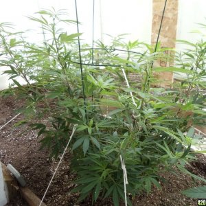 2012 greenhouse grow