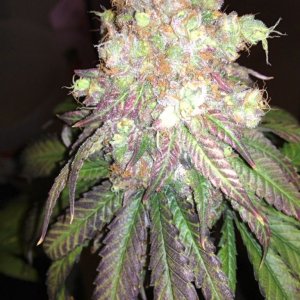 GDP Just before harvest pic 3