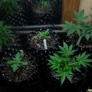 CFL test grow