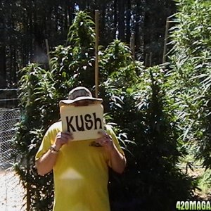 MY HEIRLOOM KUSH STRAIN, VOTED BEST FLAVOR IN OUR LOCAL CUP 2009.