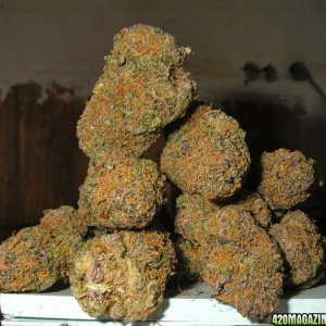 Grand_Daddy_Purple_Nuggets2