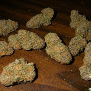 Organic_Indoor_Grand_Daddy_Purple_Buds