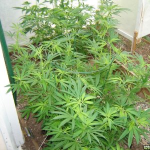 2012 LST greenhouse grow