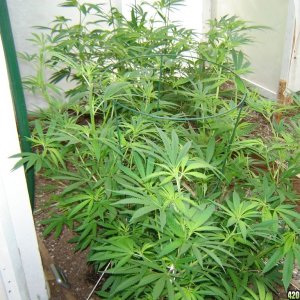 2012 LST greenhouse grow