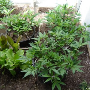 2012 LST greenhouse grow