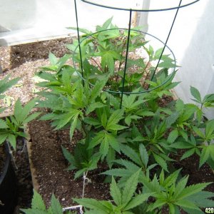 2012 LST greenhouse grow