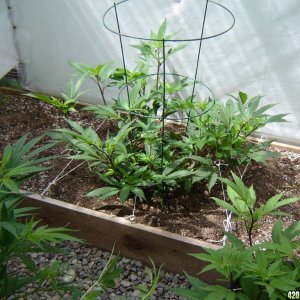 2012 LST greenhouse grow