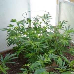 2012 LST greenhouse grow