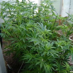 2012 LST greenhouse grow