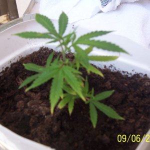 2 weeks after planting as small clone