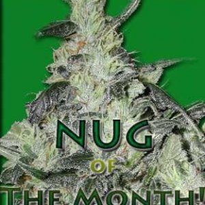 nugmonth2