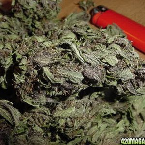 Purple Papaya