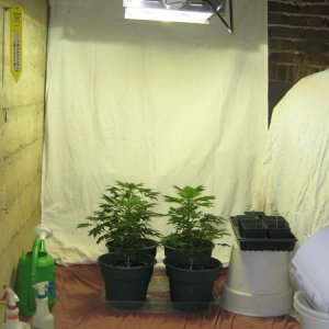 My new grow room