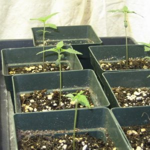 5 new chronic seedlings and one haze special