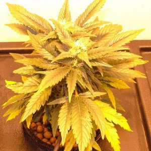 QGC_Q6_AK47_veg_030107