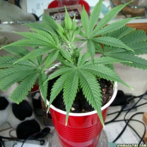 AK47 clone to be used as a mom