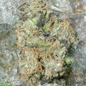 find-thebud2