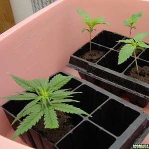 Grow2 seeds and slow NL