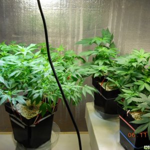 Veg room - 6-11