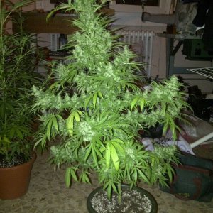 Amelia - Skunk#11