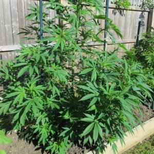 Big Bud #2 2012-06-16