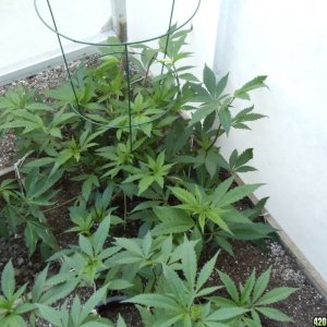 LST 2012 greenhouse grow