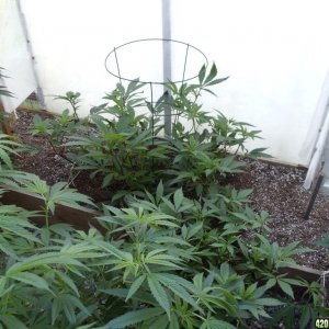 LST 2012 greenhouse grow