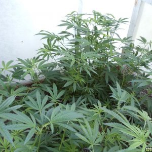 LST 2012 greenhouse grow