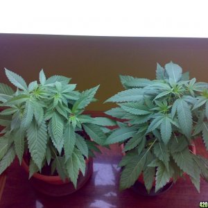 blue cheese clone A