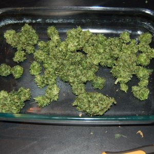 finnished_buds_in_tray